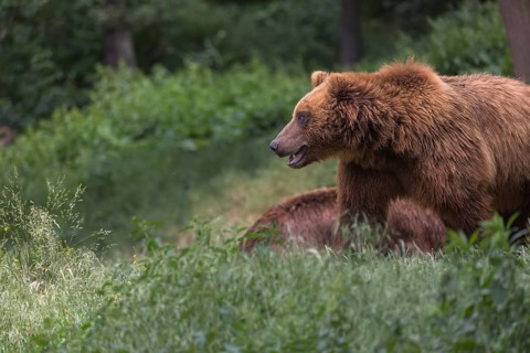 One Kamchatka brown bear (Ursus arctos piscator), walking over a meadow in a forest. Some green