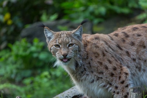 One Eurasian (Carpathian) lynx, Lynx lynx carpathicus, standing in lush vegetation with tree logs