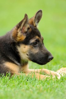 A German Shepherd puppy lies attentively on green grass, German Shepherd, Shorthair