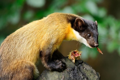 A marten on a tree trunk holds something in its mouth and looks to the side, coloured marten,
