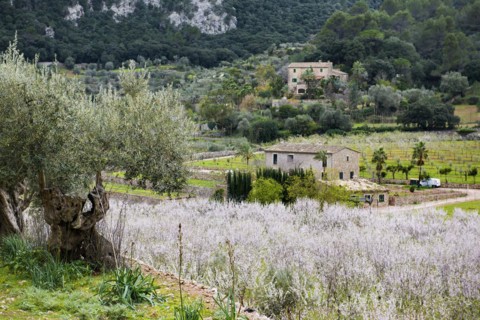 Flowering almond tree (Prunus dulcis), near Valdemossa, Serra de Tramuntana, Majorca, Balearic