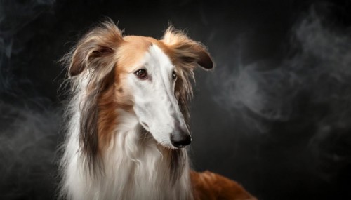Pets, dog, borzoi, greyhound, recognised Russian dog breed, AI-generated, AI-generated, AI