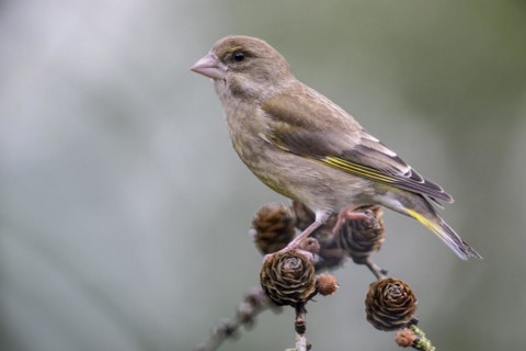 European greenfinch (Carduelis chloris), Emsland, Lower Saxony, Germany, Europe