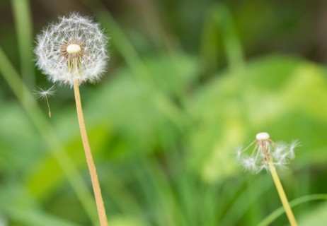 A dandelion with a second, almost bare one in the background, common dandelion (Taraxacum