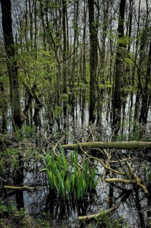 Ochsenmoor nature reserve, flooded, water, flood, climate, climate change, forest, moor, heavy