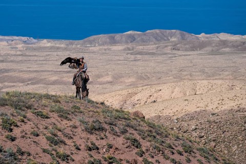 Traditional Kyrgyz eagle hunter with eagle in the mountains, hunting on horseback in front of dry