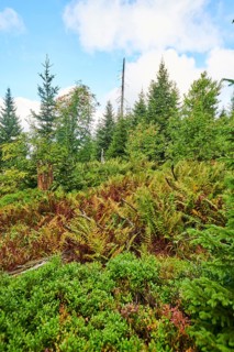 Vegetation with Norway spruce (Picea abies) and colored European blueberry (Vaccinium myrtillus) on