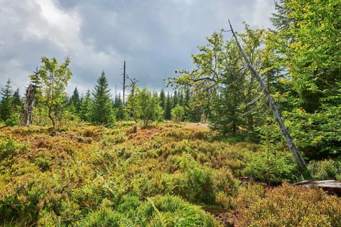 Vegetation with Norway spruce (Picea abies) and colored European blueberry (Vaccinium myrtillus) on