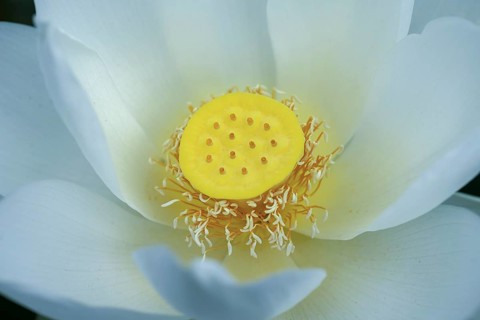 Lotus (Nelumbo) Close up, Botanical Garden, Erlangen, Middle Franconia, Bavaria, Germany, Europe