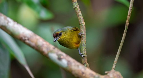 Tangar in a tree, Tortuguero National Park, Costa Rica, Central America