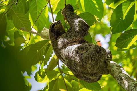 Brown-throated sloth (Bradypus variegatus) climbing a tree, Cahuita National Park, Costa Rica,