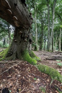 Tinder fungus (Fomes fomentarius) on bent copper beech (Fagus sylvatica), Emsland, Lower Saxony,