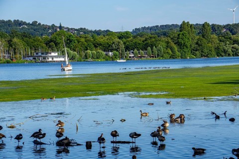 Waterweed, Elodea, an invasive species, green carpet of plants on Lake Baldeney in Essen, the