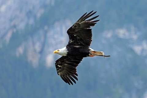 Bald eagle (Haliaeetus leucocephalus), flying, Hohenwerfen Castle, Salzburger Land, Austria, Europe