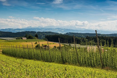 Hop gardens, hop cultivation, hop plantation, behind the Swiss Alps, Dietmannsweiler, near
