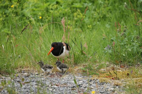Oystercatcher (Haematopus ostralegus) with a few days old chicks, Lofoten, Norway, Scandinavia,