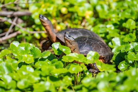 American tortoise (Rhinoclemmys funerea) among aquatic plants, Tortuguero National Park, Costa