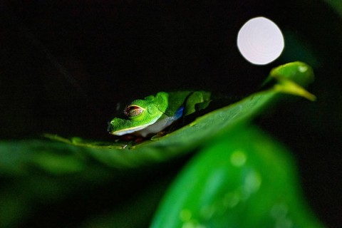 Red-eyed tree frog (Agalychnis callidryas) on a leaf, macro photograph, black background,