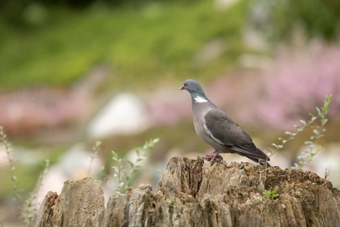 Common wood pigeon (Columba palumbus), sitting on a dilapidated tree stump with a few upright green