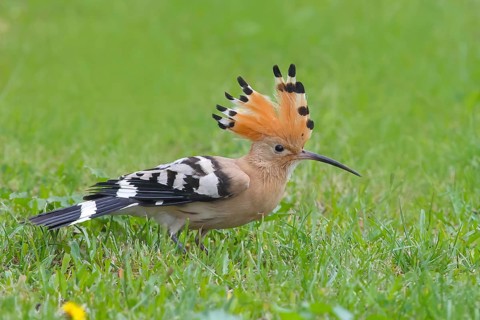 Hoopoe (Upupa epops) standing in the grass, with crest up, wildlife, animals, birds, migratory