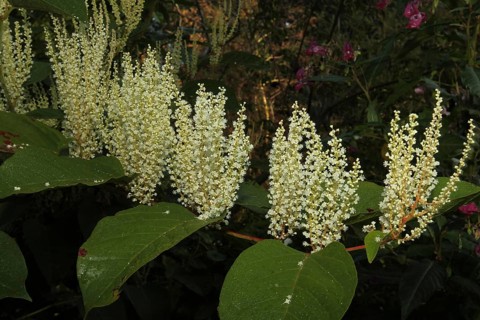 Reynoutria japonica (Reynoutria japonica) male flowers, Allgäu, Bavaria, Germany, Allgäu, Bavaria,