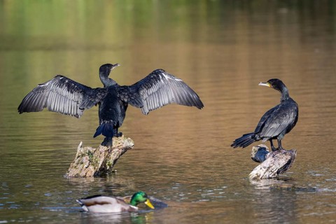 Cormorant (Phalacocorax carbo), sitting on a rock with outstretched wings, Lower Austria, Austria,