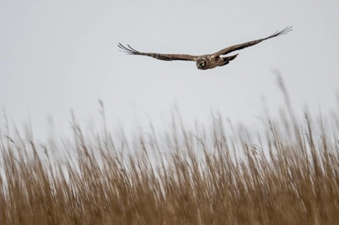 Hen harrier (Circus cyaneus), female, Amrum, Schleswig-Holstein, Germany, Europe