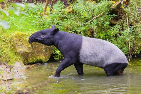 A Malayan tapir (Acrocodia indica) leaves the shallow water of a river and slowly goes ashore
