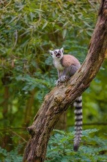 A ring-tailed lemur (Lemur catta) stands high up on a branch of tree with fresh green leafs
