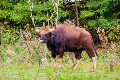 A male Gaur (Bos gaurus gaurus) stands on a green meadow