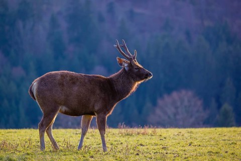 A Sambar stag (Rusa unicolor), stands on a meadow in first morning light