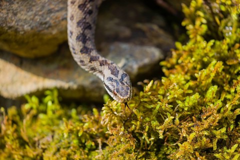 One Vipera berus, the common European adder or common European viper, creeps over moss and rocks