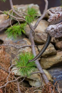 One Vipera berus, the common European adder or common European viper, creeps over rocks