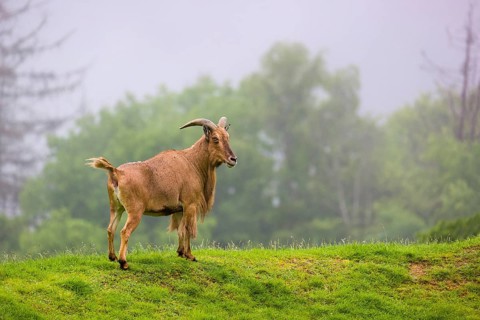 One Barbary sheep (Ammotragus lervia) stands on green hilly ground on a foggy day. Some trees stand