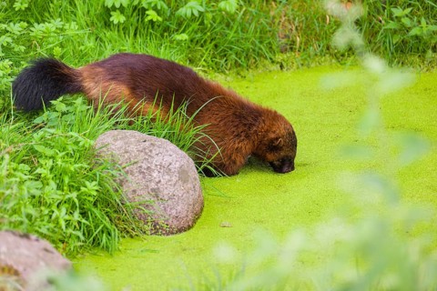 A wolverine, (Gulo gulo), stands in the water of a small pond, covered with duckweed