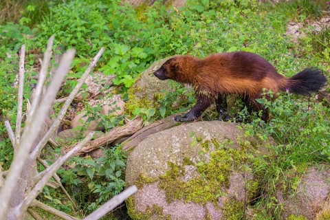 A wolverine (Gulo gulo) stands on a rock in a green meadow, between rocks and logs