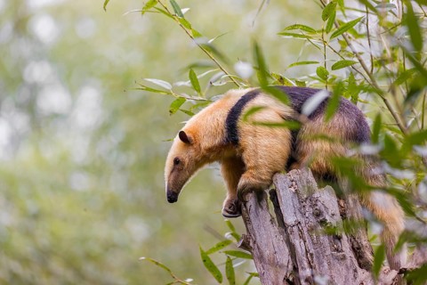 A southern tamandua (Tamandua tetradactyla), sits on the top of a broken/cut tree in a forest