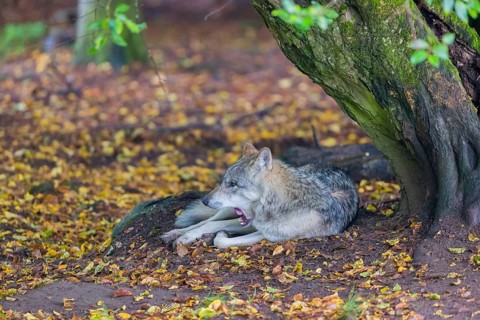 One adult male eurasian gray wolf (Canis lupus lupus) resting in front of an old split tree at a