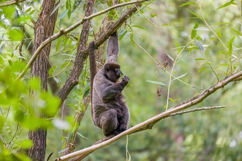 A common woolly monkey, brown woolly monkey, or Humboldt's woolly monkey (Lagothrix lagothricha)