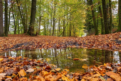 Autumn in the forest, nature, walk, puddle, wet, weather, season, foliage, Germany, Europe