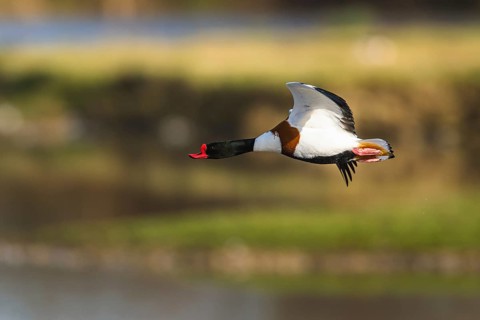 Common Shelduck, Tadorna tadorna, bird in flight over winter marshes