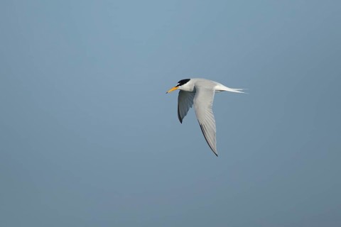 Little tern (Sternula albifrons) adult bird in flight in the summer, England, United Kingdom,