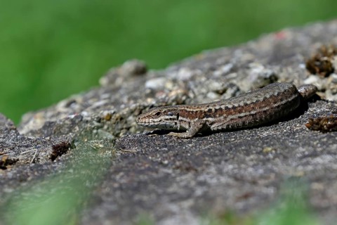 Wall lizard (Podarcis muralis), European wall lizard, in a vineyard, portrait, reptiles, animals,