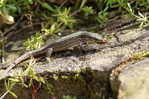 Wall lizard (Podarcis muralis), European wall lizard, in a vineyard, eating an ant, reptiles,