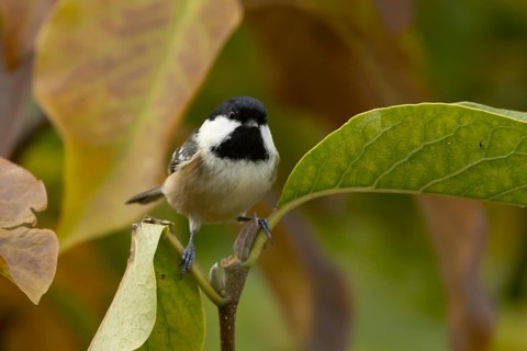 Coal tit (Periparus ater) adult bird on a garden Magnolia tree with autumn coloured leaves,