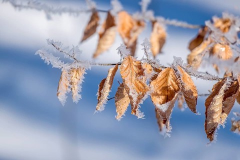 Close-up of frozen leaves with hoarfrost on branches against a blue background, Münsterland, North