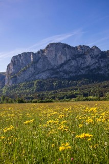 Spring flower meadow with Drachenwand, Mondseeland, Salzkammergut, Upper Austria, Austria, Europe