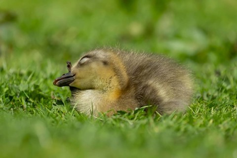 Greylag goose (Anser anser) juvenile baby gosling bird resting on grassland, England, United
