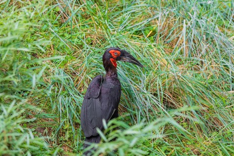 A southern ground hornbill, Bucorvus leadbeate, searches for food in tall grass