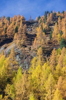 Fall foliage seen from the Malta Hochalm road. Carithia, Austria, Europe